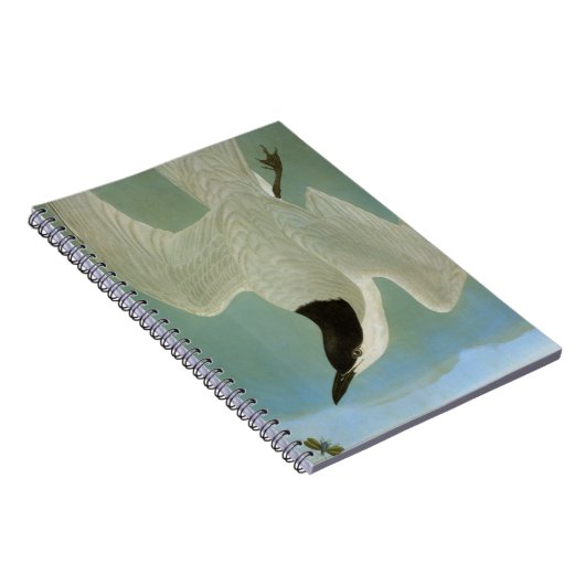 Carnet Audubon : Sterne Mouette-Affichée (Côté Droit)