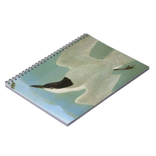 Carnet Audubon : Sterne Mouette-Affichée (Côté gauche)