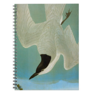 Carnet Audubon : Sterne Mouette-Affichée