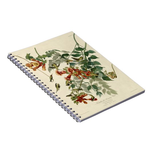 Carnet Audubon Throsé de colibri (Côté Droit)