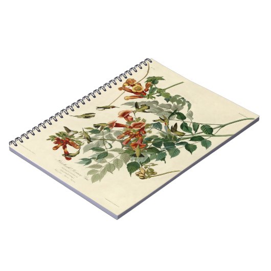 Carnet Audubon Throsé de colibri (Côté gauche)