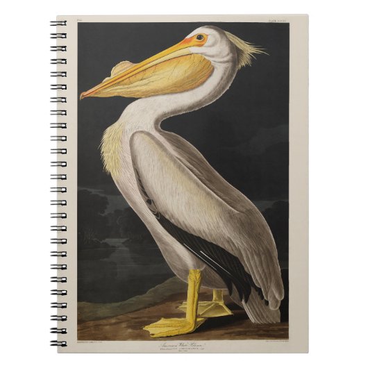 Carnet Audubon White Pelican Bird Imprimer Vintage (Devant)