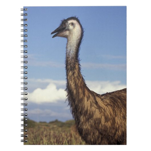 Carnet Australie, Australie occidentale. Émeu (Dromaius (Devant)