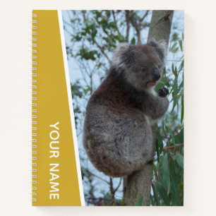 Carnet Australie Koala dans un arbre à eucalyptus, or