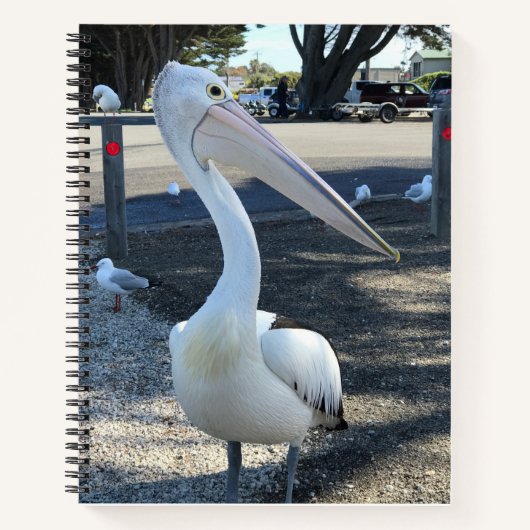 Carnet Australie ; Pélican - Voyage (Devant)