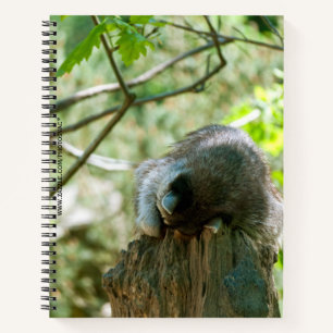 Carnet Autocollants de Raton Laveur Dormant