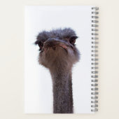 Carnet autruche (Verso)