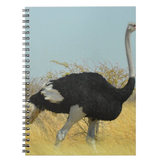 Carnet Autruche en course (Devant)
