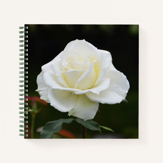 Carnet aux fleurs de rose blanche (Devant)