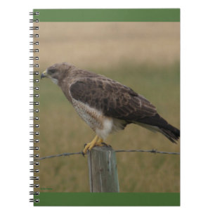 Carnet B10 Swainson's Hawk