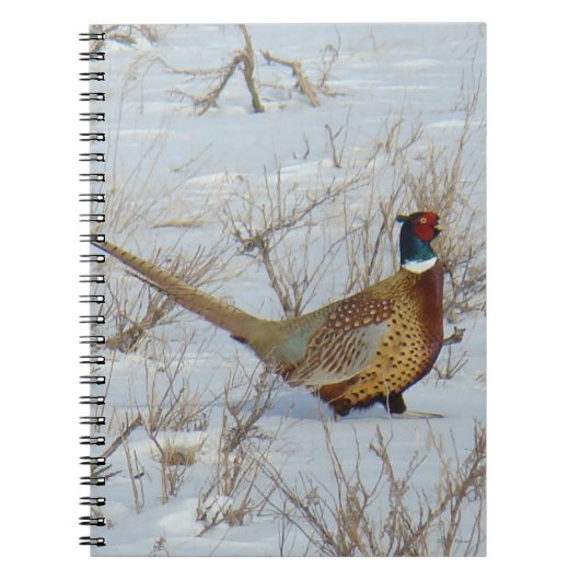 Carnet B22 Ring-necked Pheasant in Snow (Devant)