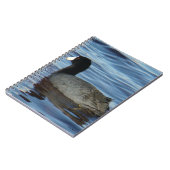 Carnet B27 Foulque d'Amérique (Côté gauche)