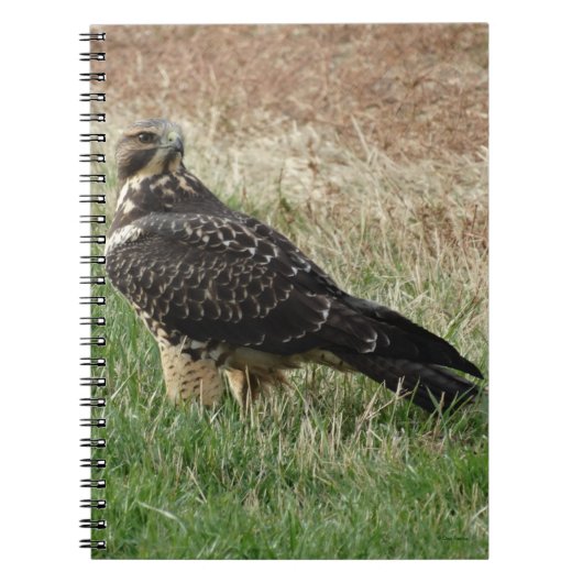 Carnet B52 Swainson's Hawk (Devant)