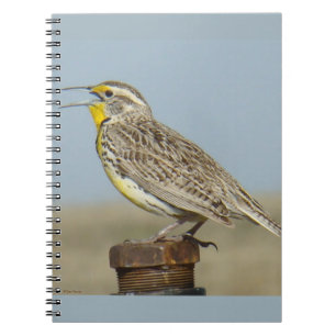 Carnet B6 Sturnelle de l'Ouest