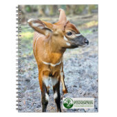 Carnet Baby Bongo (Devant)