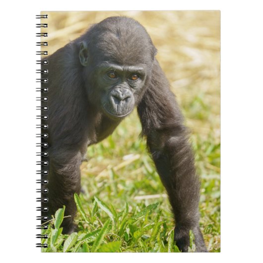 Carnet Baby Gorilla (Devant)