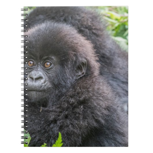 Carnet Baby Mountain Gorilla (Devant)