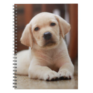Carnet Baby Yellow Labrador Puppy Dog posé sur le ventre