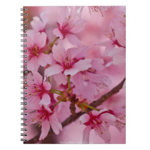 Carnet Baigné dans les fleurs de cerisier japonaises rose