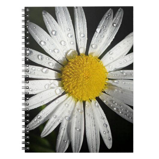 Carnet Baise blanche (Devant)