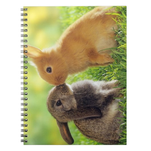 Carnet Baiser de lapin (Devant)