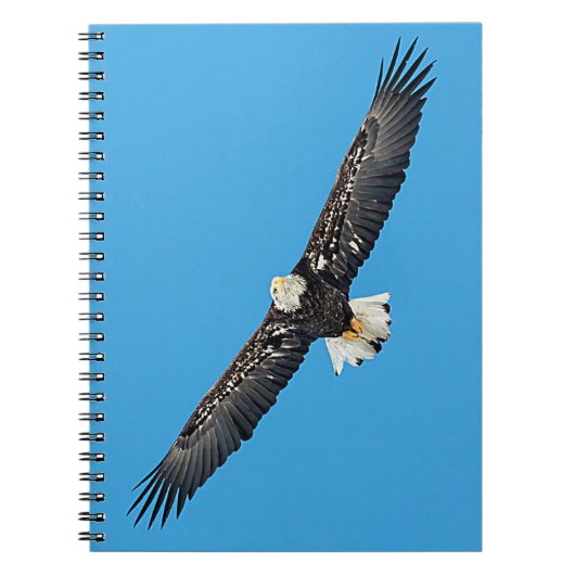 Carnet Bald Eagle en vol (Devant)