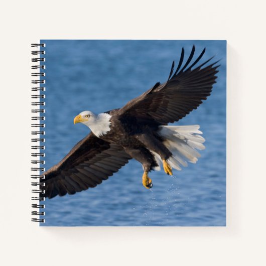 Carnet Bald eagle in flight (Devant)