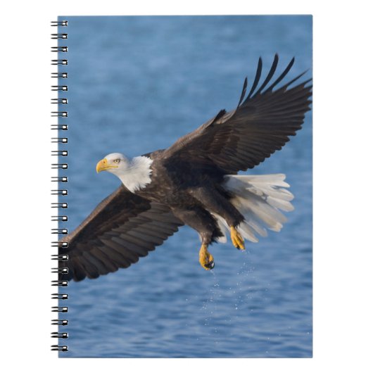 Carnet Bald eagle in flight (Devant)