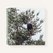 Carnet Bald Eagle P2825 (Devant)