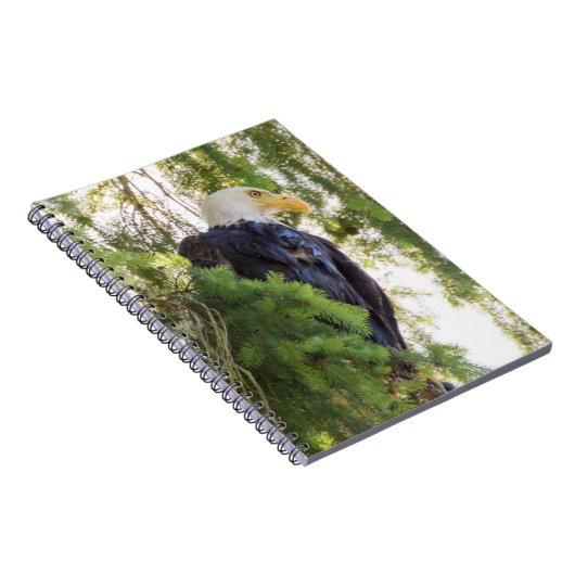 Carnet Bald Eagle perché dans Douglas Fir (Côté Droit)