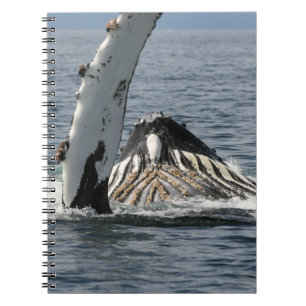 Carnet Baleine à bosse
