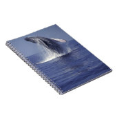 Carnet Baleine à bosse faisant une brèche (Megaptera (Côté Droit)