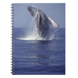 Carnet Baleine à bosse faisant une brèche (Megaptera