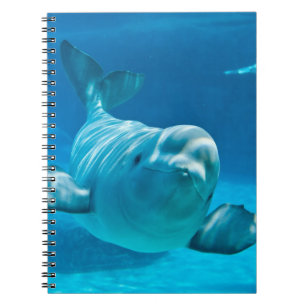 Carnet Baleine de beluga
