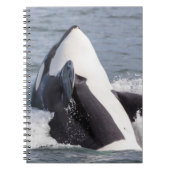 Carnet Baleine d'Orca (Devant)