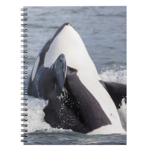 Carnet Baleine d'Orca (Devant)