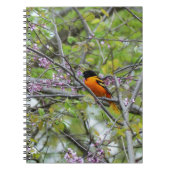 Carnet Baltimore Oriole (Devant)