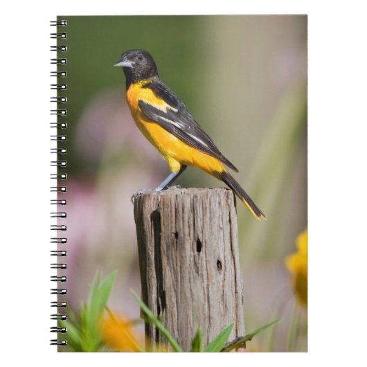 Carnet Baltimore Oriole female in flower garden (Devant)