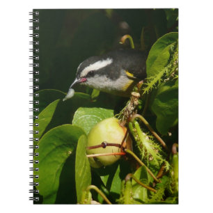 Carnet Bananaquit Bird Mange Photographie tropicale