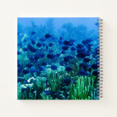 Carnet Banc de discus bleus Photo sous-marine (Dos)