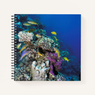 Carnet Banc de rougets autour d'un petit corail