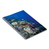 Carnet Banc de rougets autour d'un petit corail (Côté Droit)