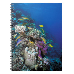 Carnet Banc de rougets autour d'un petit corail