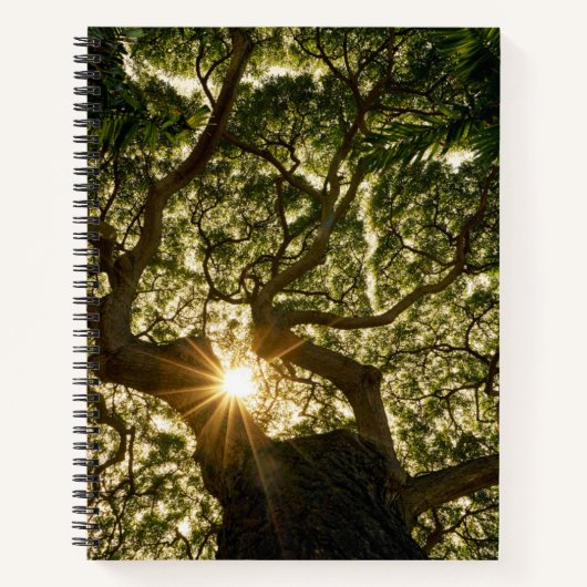 Carnet Banyan Tree Canopy Sunstar (Devant)