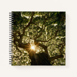Carnet Banyan Tree Canopy Sunstar