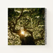 Carnet Banyan Tree Canopy Sunstar (Dos)