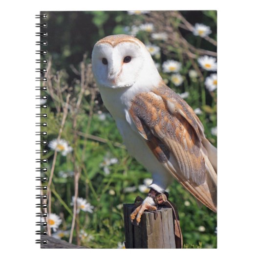 Carnet Barn Owl (Devant)