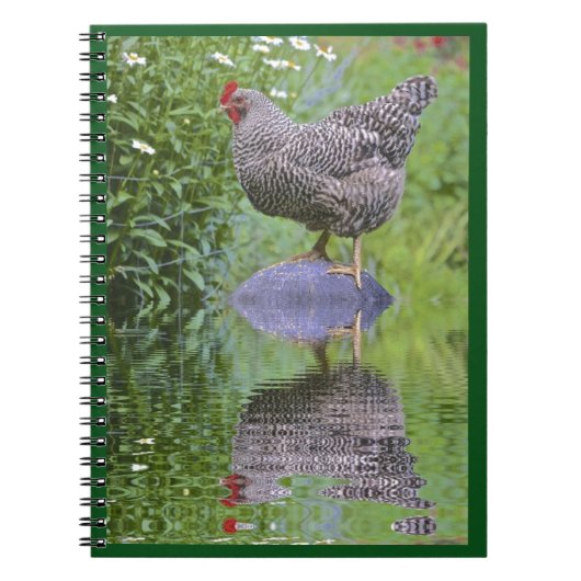 Carnet Barred Rock Hen (Devant)
