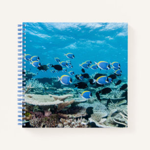 Carnet Beaches tropicales Sturgeon