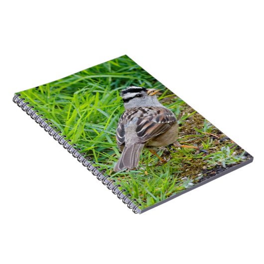 Carnet Beau Bruant à couronnes blanches dans l'herbe (Côté Droit)